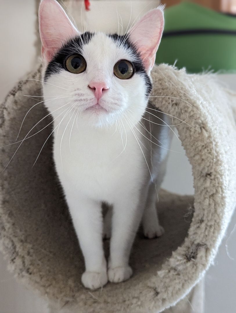 Basil, a Adopted American Shorthair in Clarksville, TN image 5/12