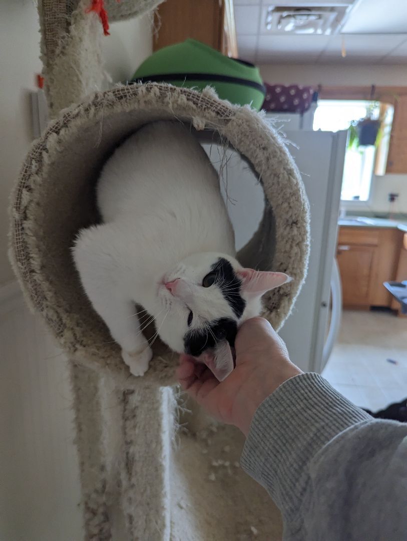 Basil, a Adopted American Shorthair in Clarksville, TN image 6/12