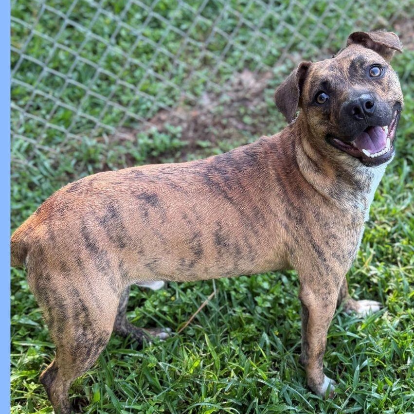 Enlarge Woody, a Adoptable Mixed Breed in Summerdale, AL image 1/1