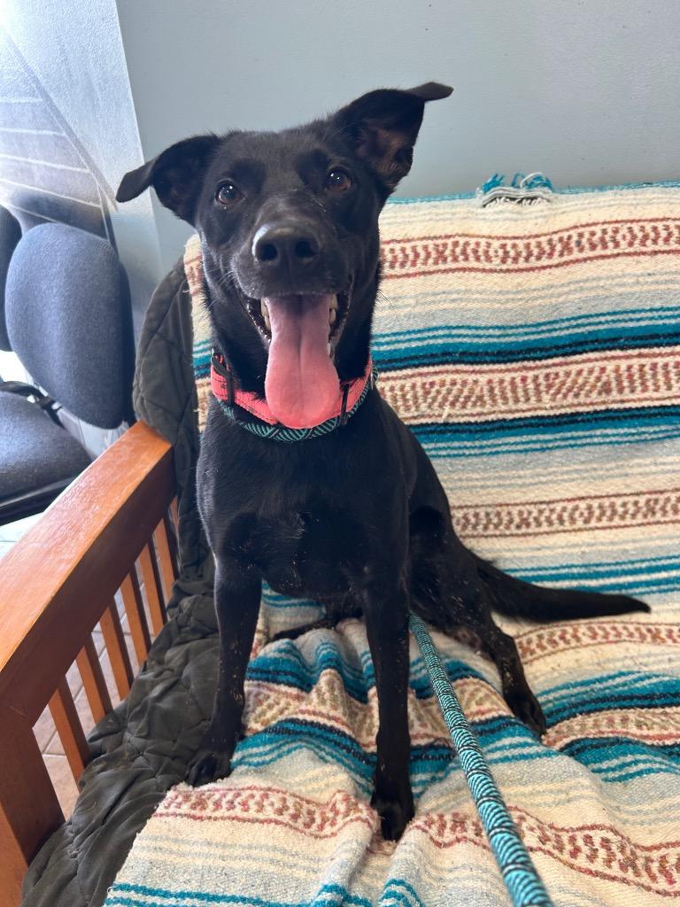 Lacey, Adoptable, Young Female Mixed Breed.
