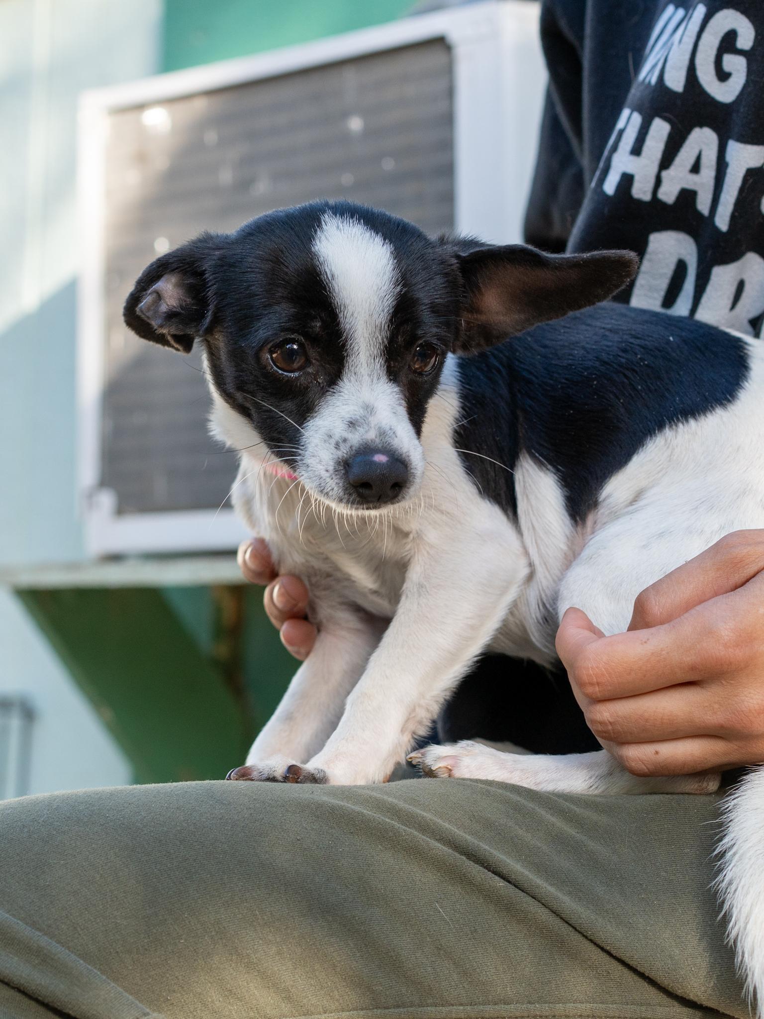 Enlarge FRANCINE, a Adopted mixed breed in Fresno, CA image 4/5