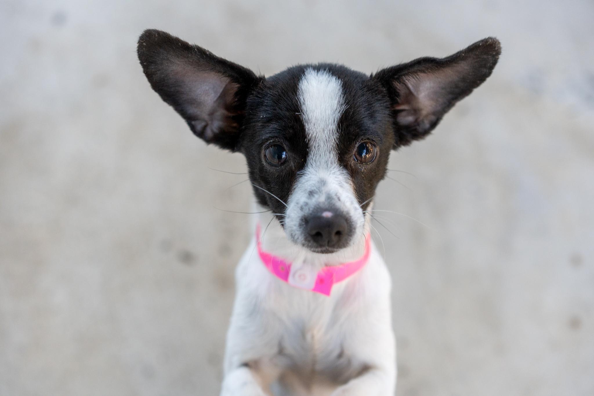 FRANCINE, Adopted, Young Female Chihuahua.