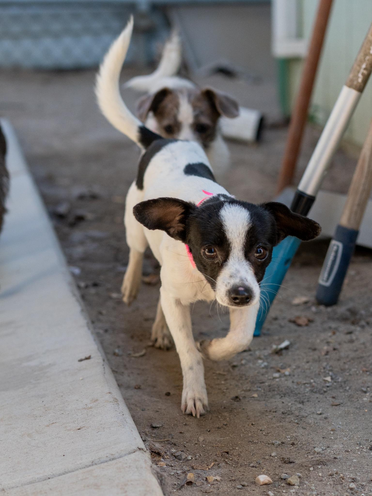 Enlarge FRANCINE, a Adopted mixed breed in Fresno, CA image 2/5