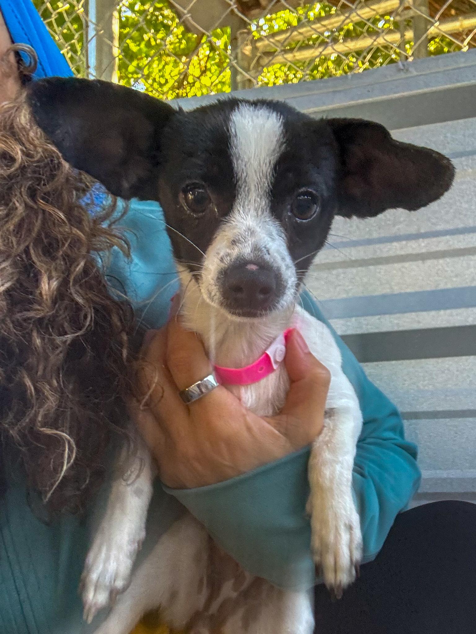 Enlarge FRANCINE, a Adopted mixed breed in Fresno, CA image 3/5
