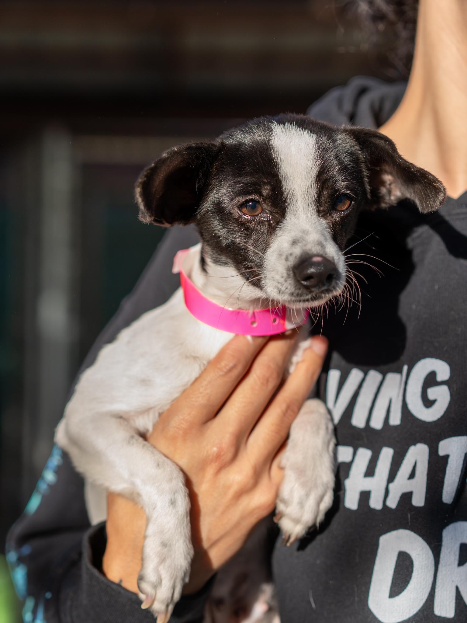 Enlarge FRANCINE, a Adopted mixed breed in Fresno, CA image 5/5