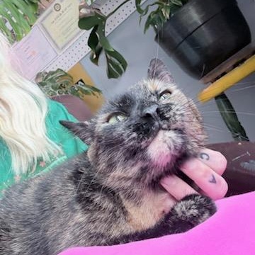 Alyce (f) 3yrs old Tortie, an adoptable Domestic Short Hair in Ottawa, ON image 3/3