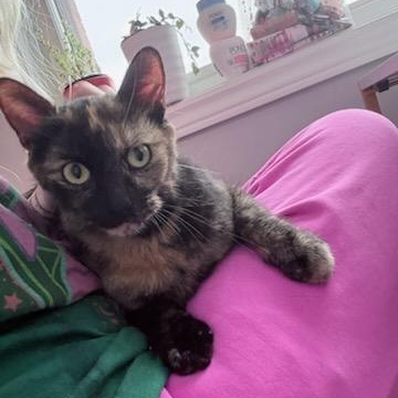 Alyce (f) 3yrs old Tortie, adoptable, Adult Female Domestic Short Hair.