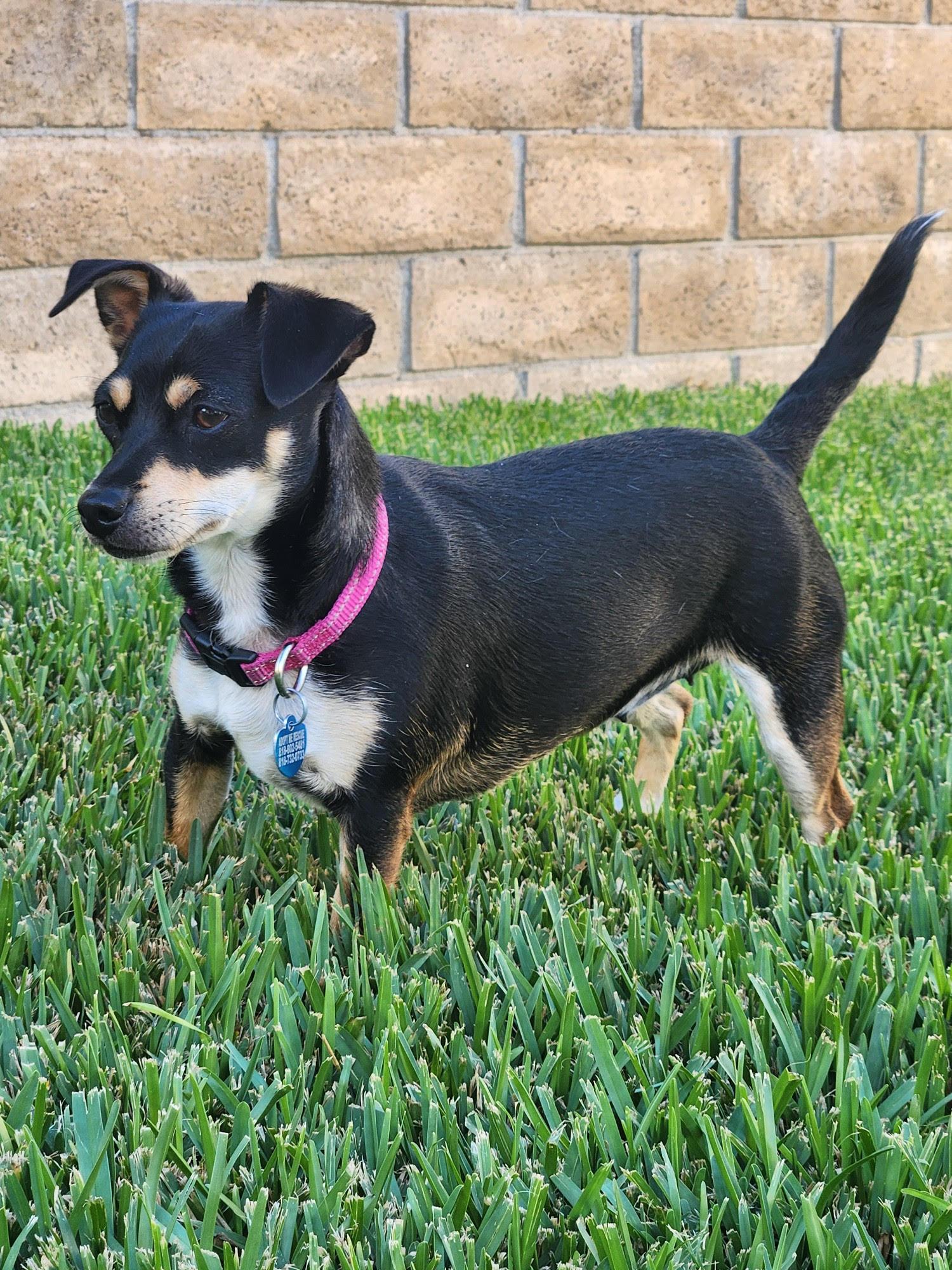 Starla, a Adoptable Miniature Pinscher in Studio City, CA image 1/4