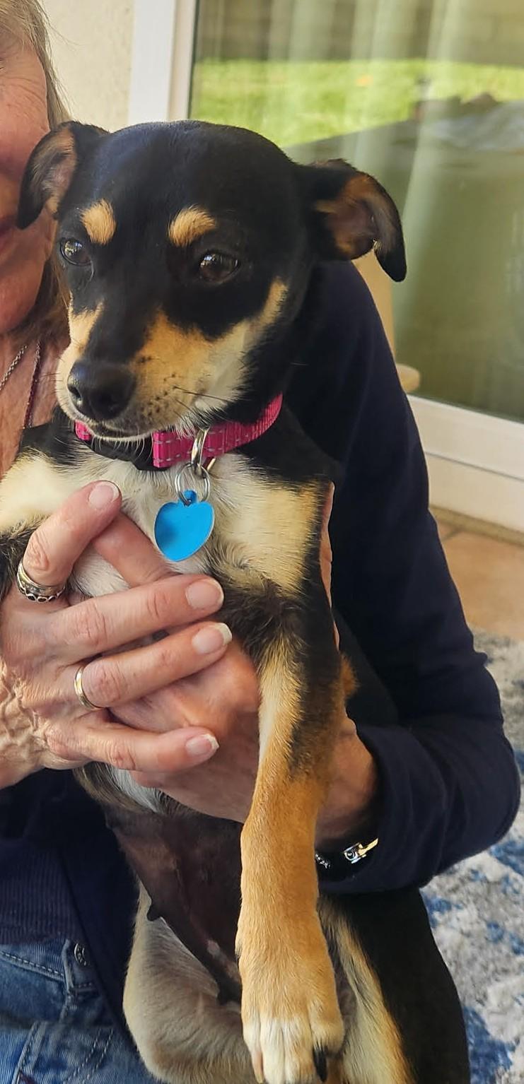Starla, a Adoptable Miniature Pinscher in Studio City, CA image 4/4