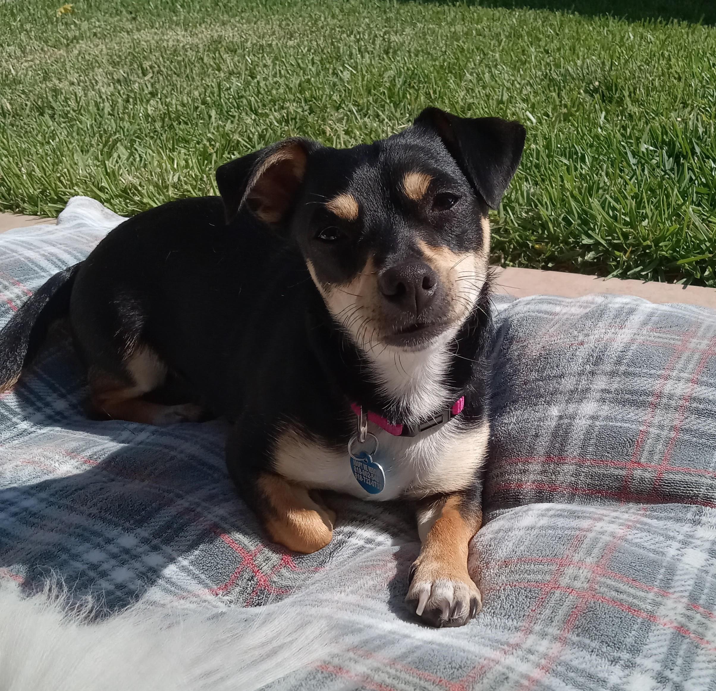 Starla, a Adoptable Miniature Pinscher in Studio City, CA image 2/4