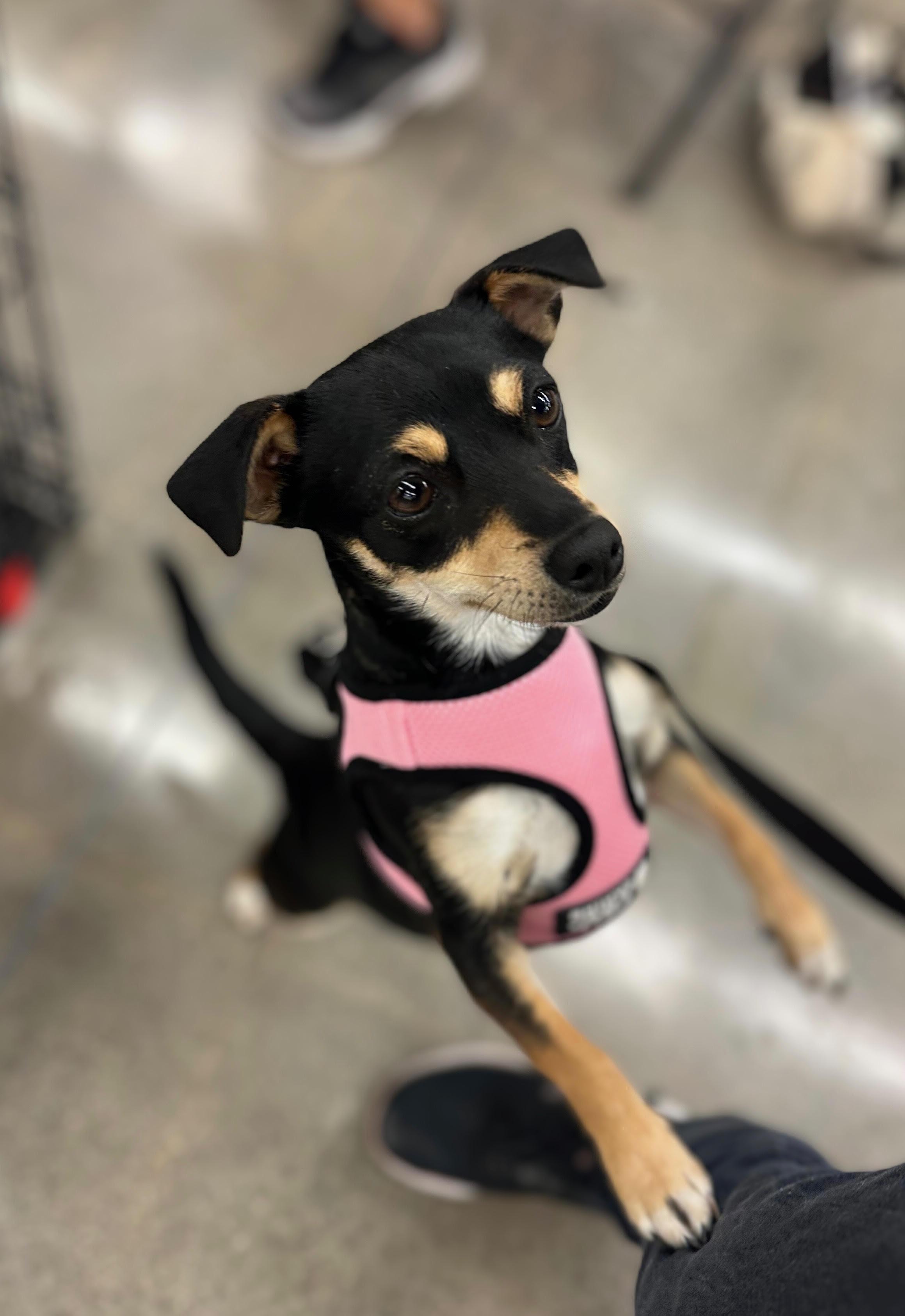 Starla, a Adoptable Miniature Pinscher in Studio City, CA image 3/4