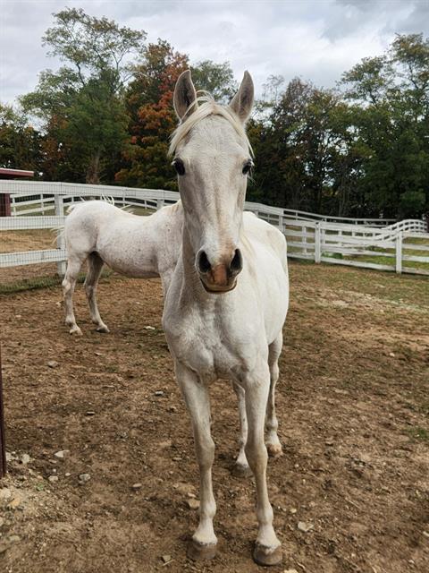 Enlarge SKY, a Adoptable Arabian in Methuen, MA image 1/1