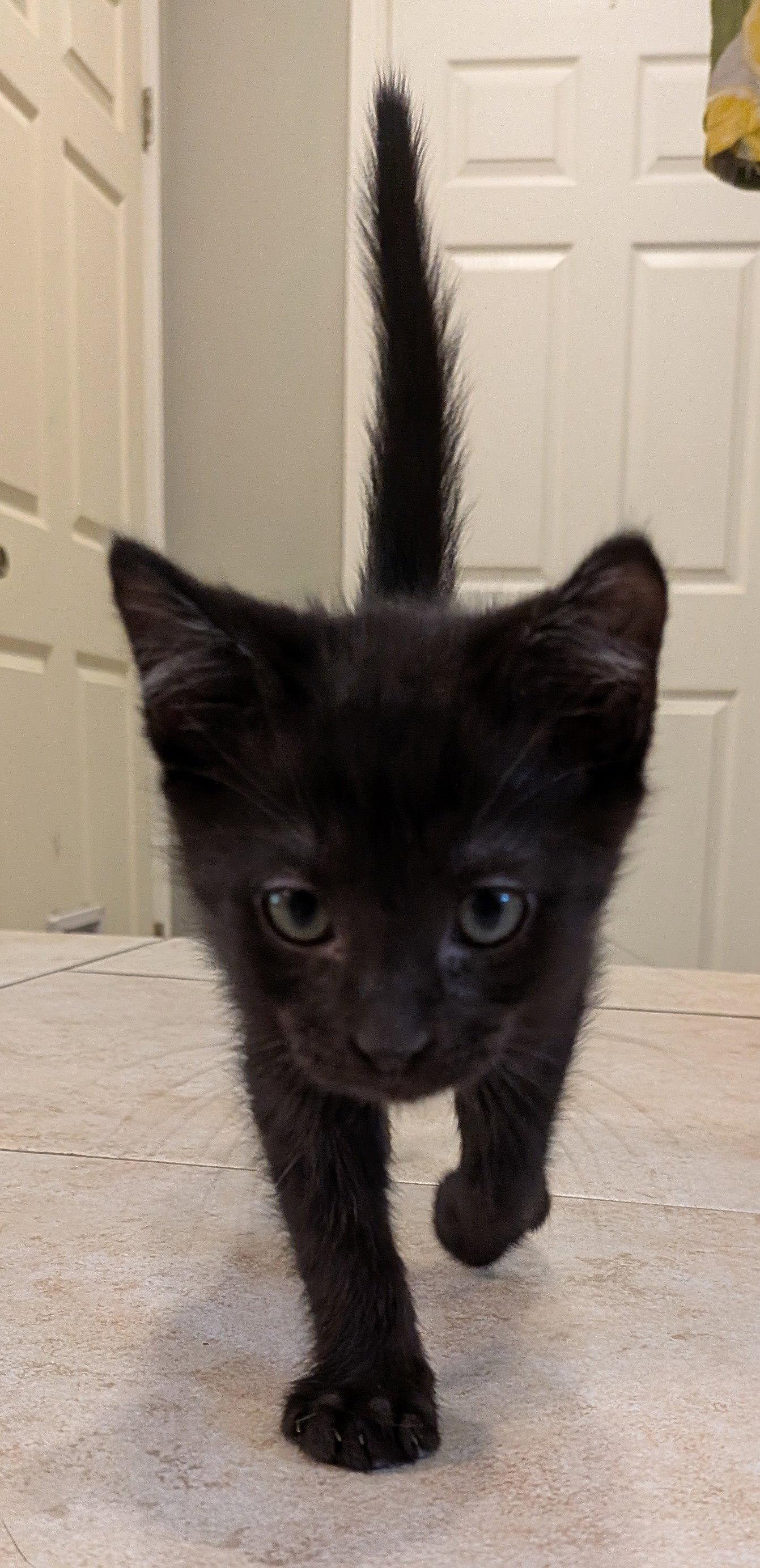 James, a Adopted Domestic Short Hair in Rowlett, TX image 1/3
