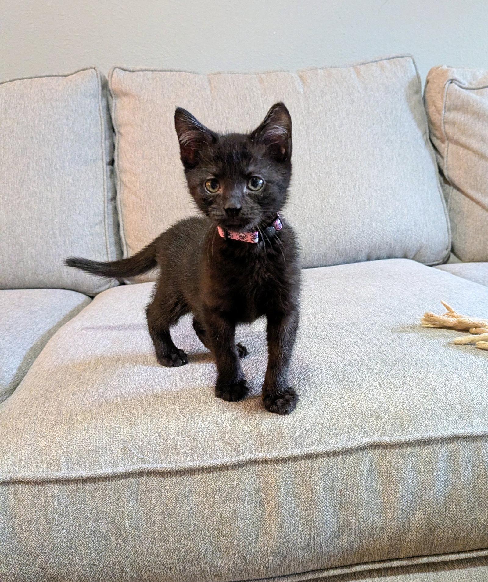 James, a Adopted Domestic Short Hair in Rowlett, TX image 2/3