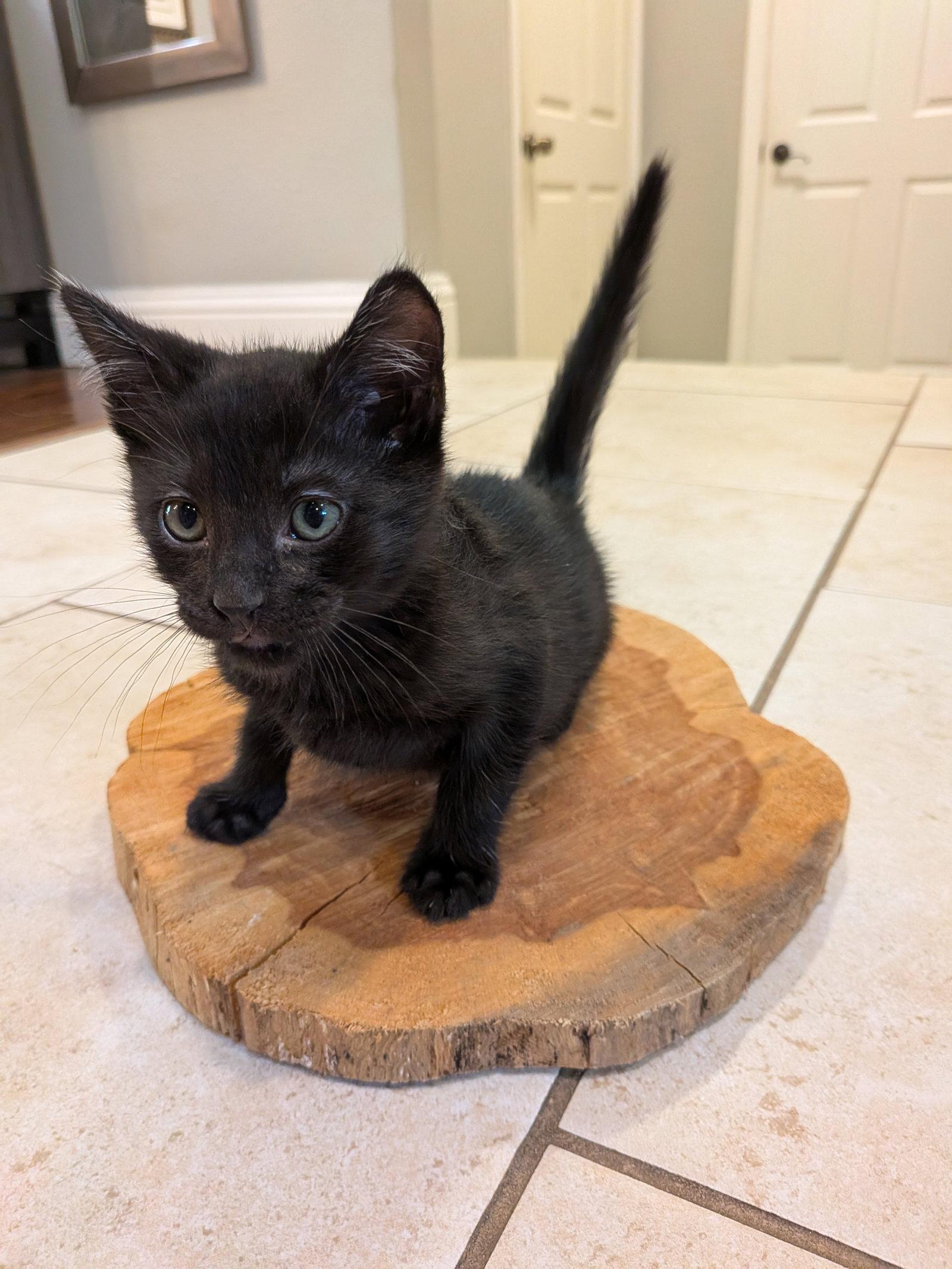 James, a Adopted Domestic Short Hair in Rowlett, TX image 3/3