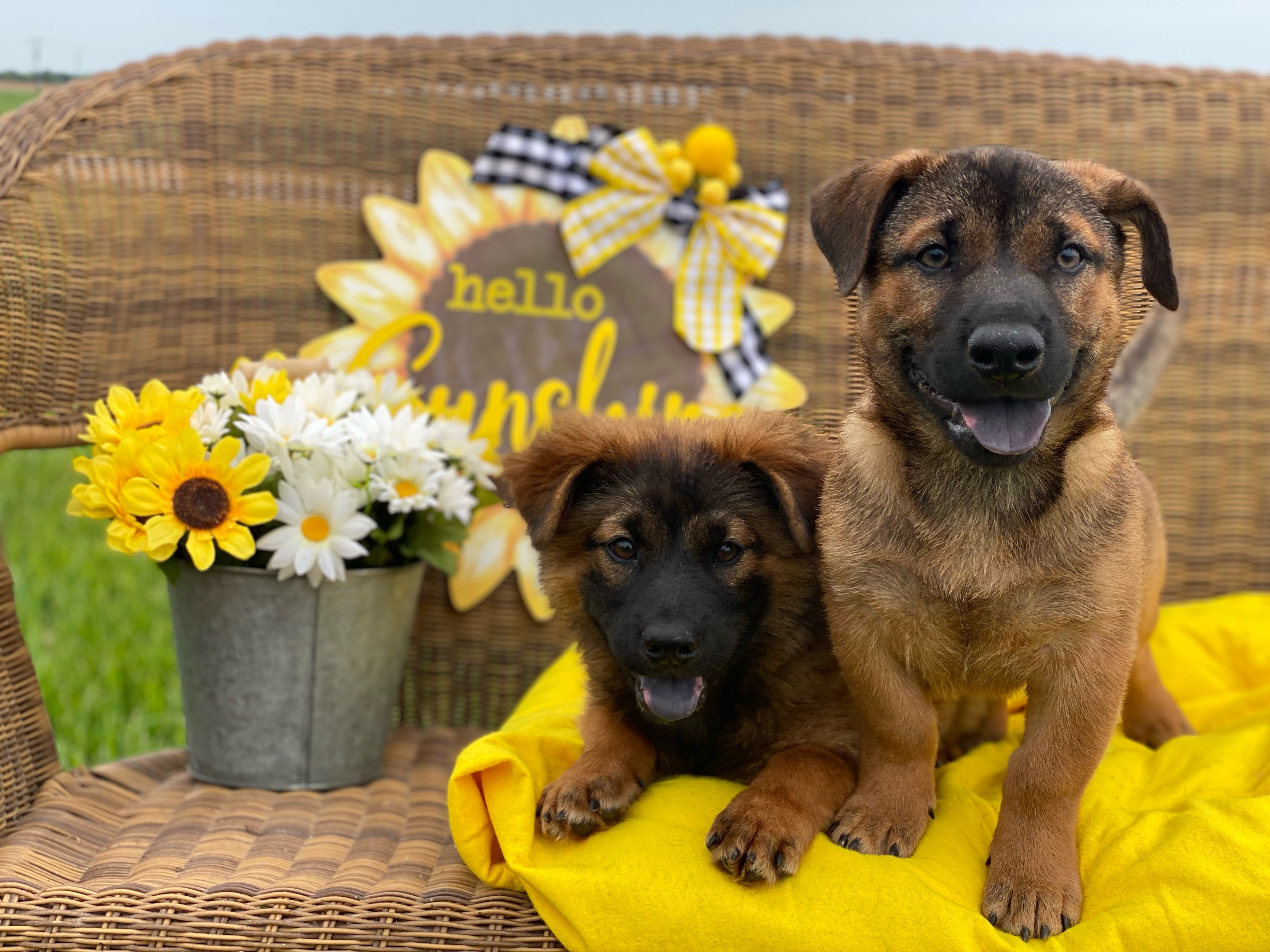 ~Frodo and Bilbo~, Adopted, Puppy Male Basset Hound & Labrador Retriever.