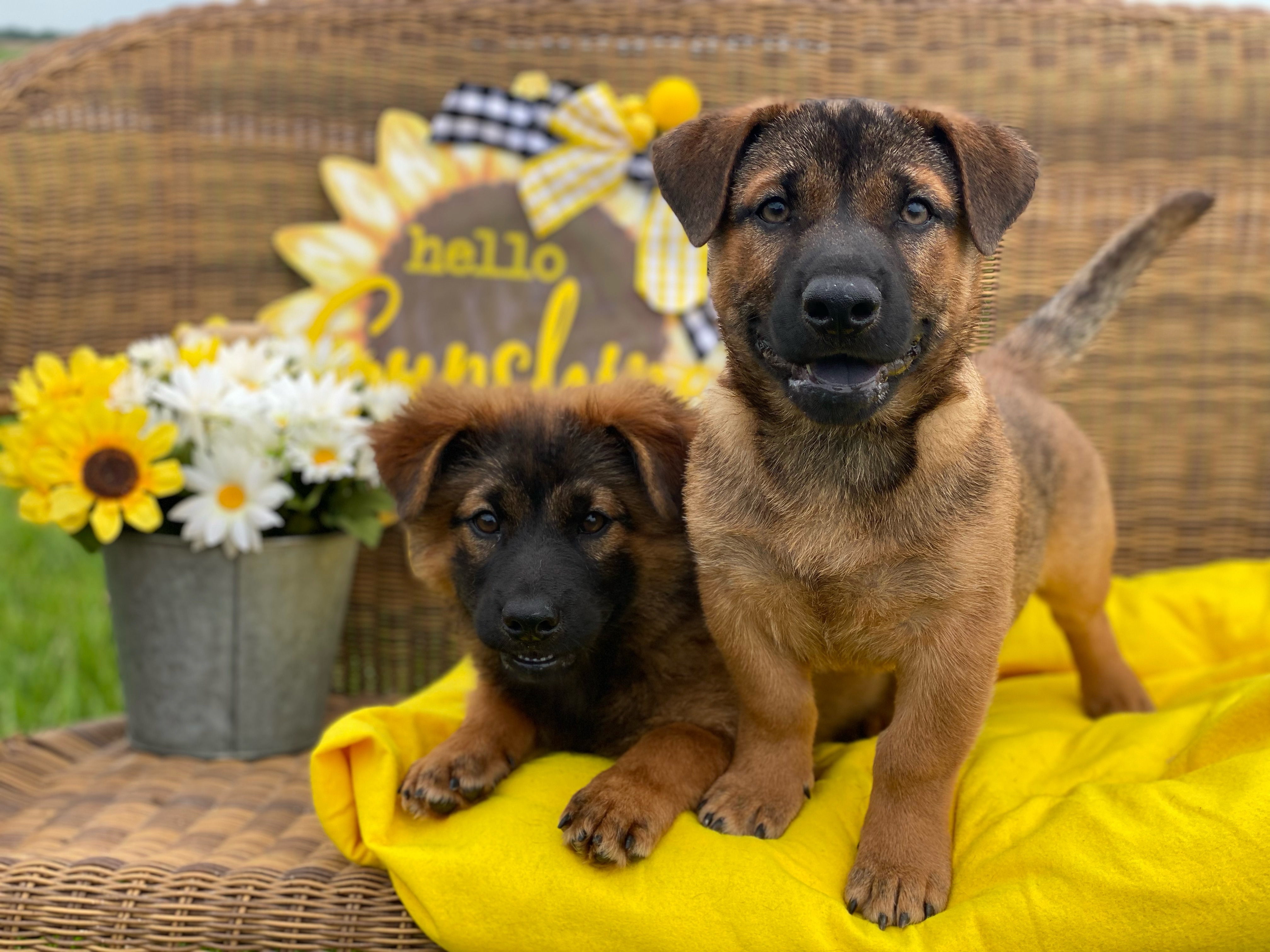 ~Frodo and Bilbo~, a Adopted mixed breed in Burlington, NC image 2/6