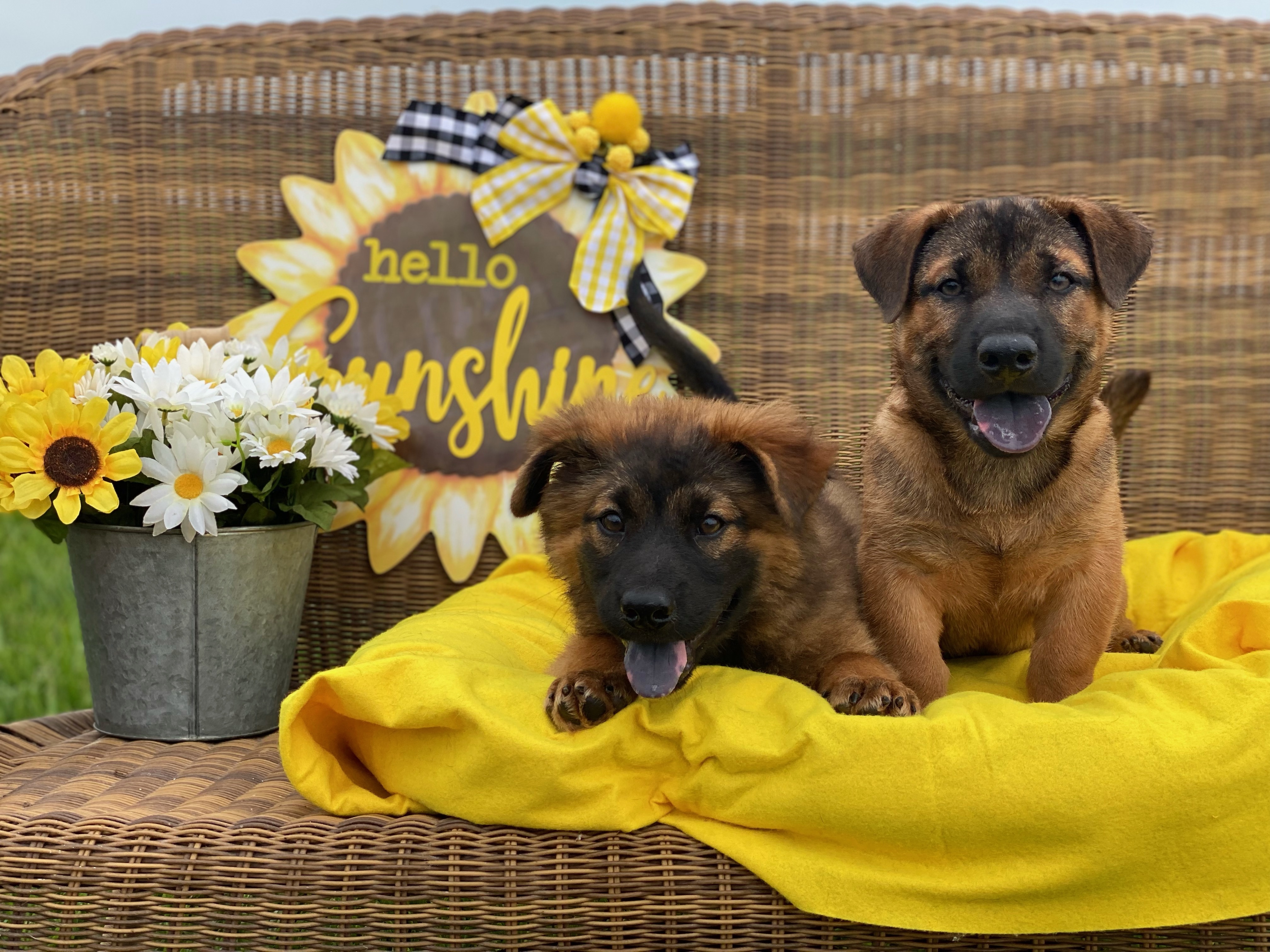 ~Frodo and Bilbo~, a Adopted mixed breed in Burlington, NC image 3/6