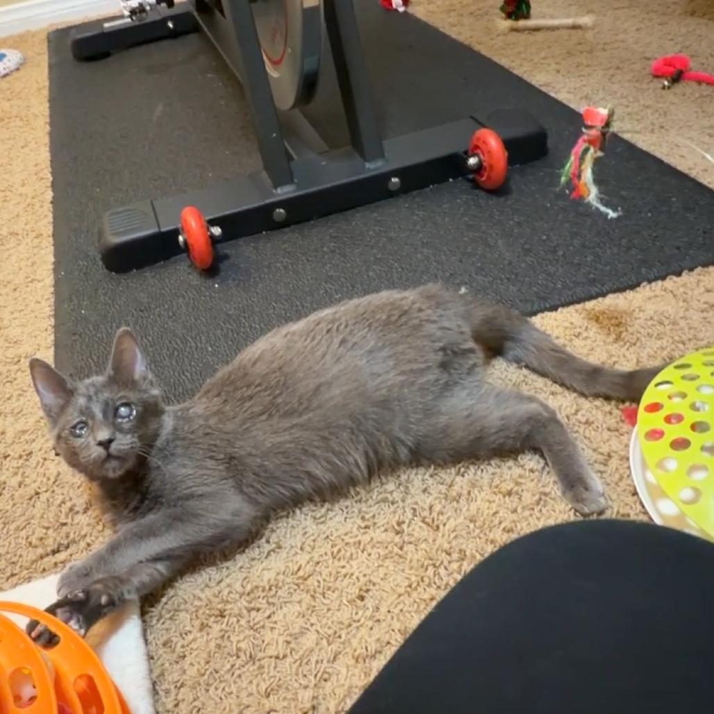 Enlarge Gray, a Adoptable mixed breed in Las Vegas, NV image 1/6