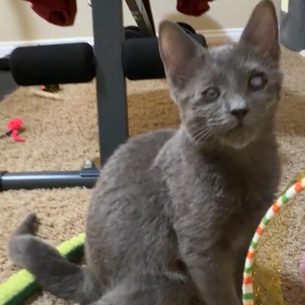 Enlarge Gray, a Adoptable mixed breed in Las Vegas, NV image 2/6
