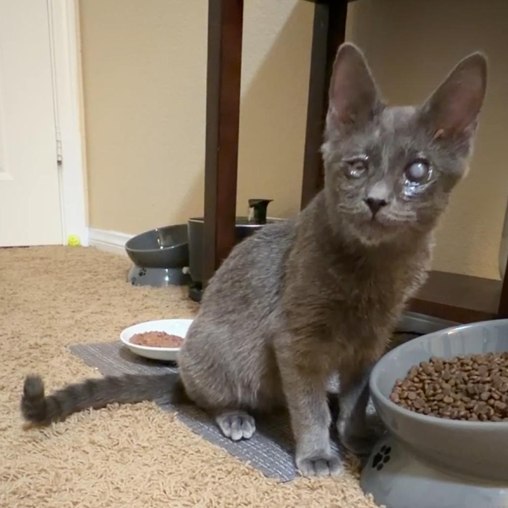 Enlarge Gray, a Adoptable mixed breed in Las Vegas, NV image 3/6