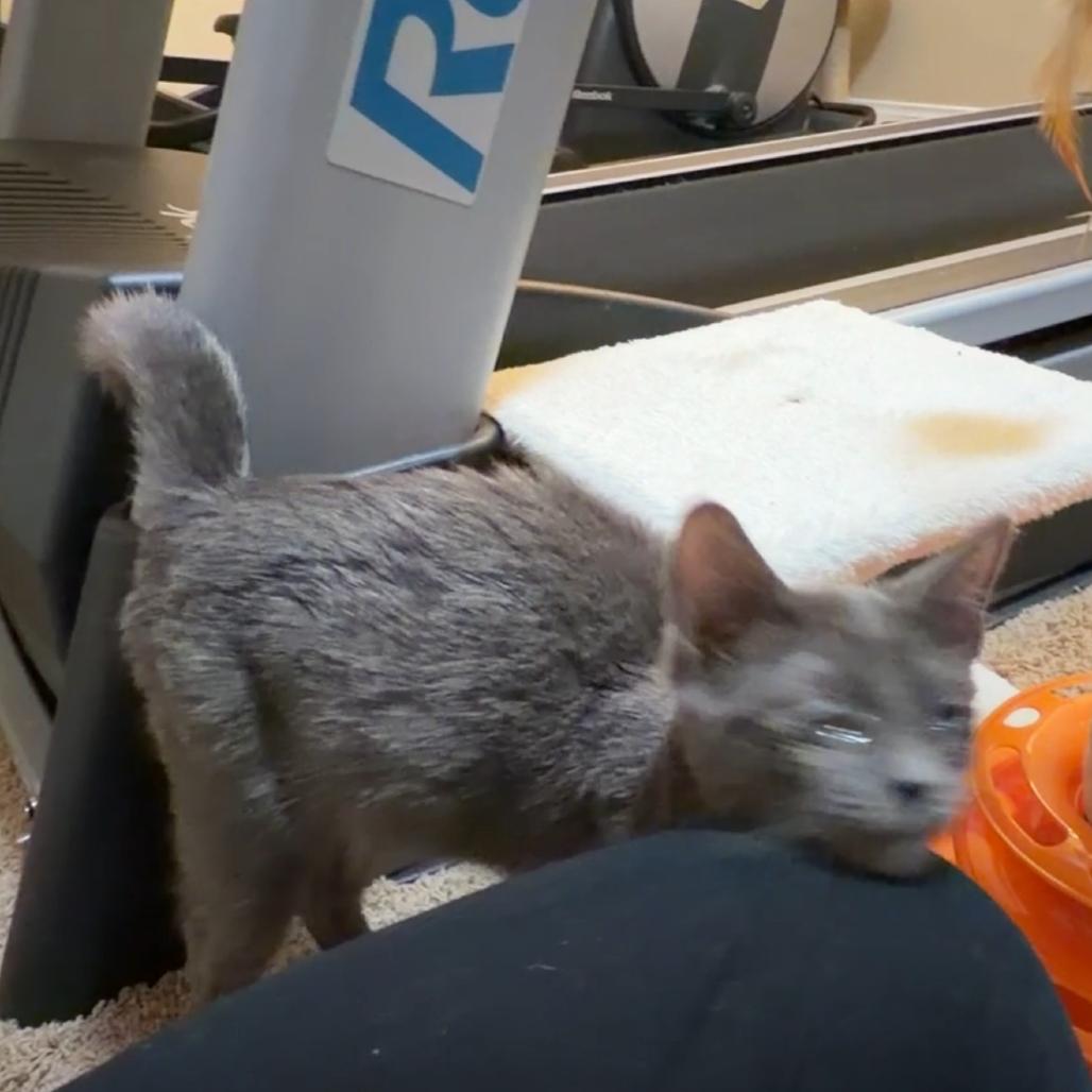 Enlarge Gray, a Adoptable mixed breed in Las Vegas, NV image 4/6