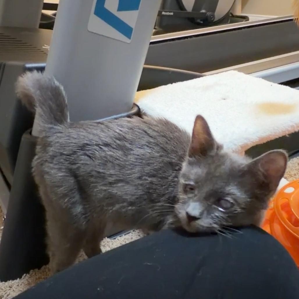 Enlarge Gray, a Adoptable mixed breed in Las Vegas, NV image 5/6