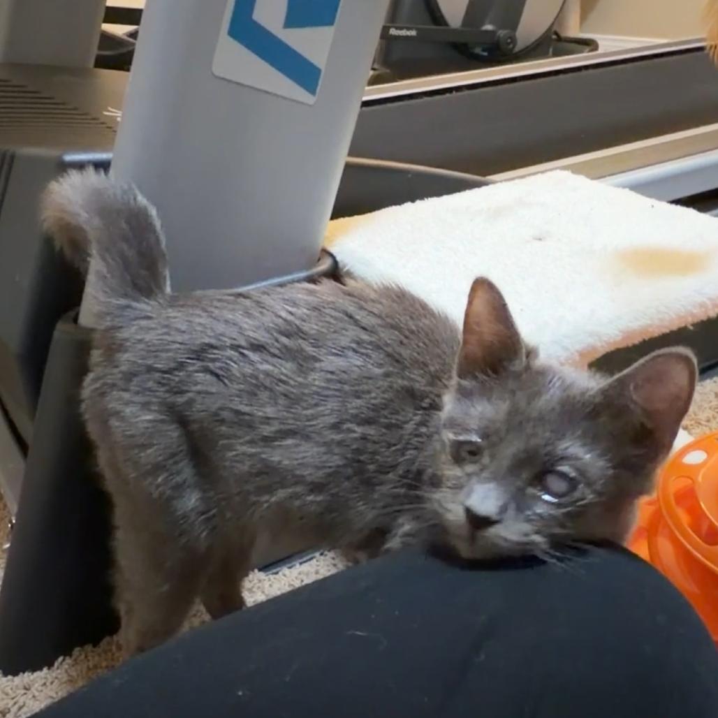 Enlarge Gray, a Adoptable mixed breed in Las Vegas, NV image 6/6