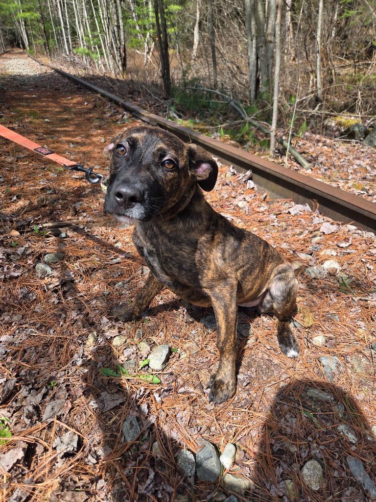 Sue, Adoptable, Puppy Female Labrador Retriever.