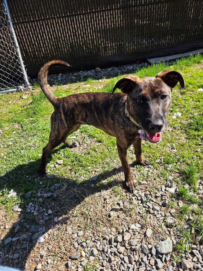 Sue, a Adoptable Labrador Retriever in Lunenburg, VT image 2/3