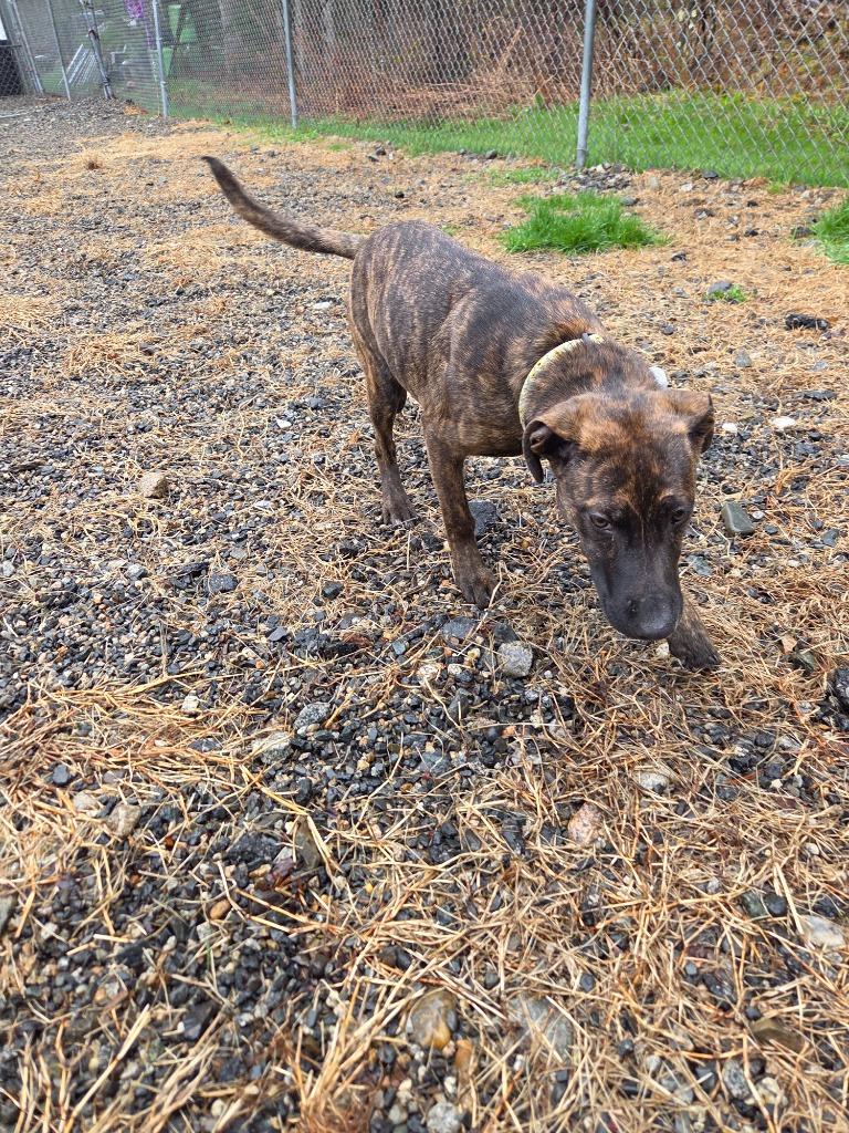 Sue, a Adoptable Labrador Retriever in Lunenburg, VT image 3/3