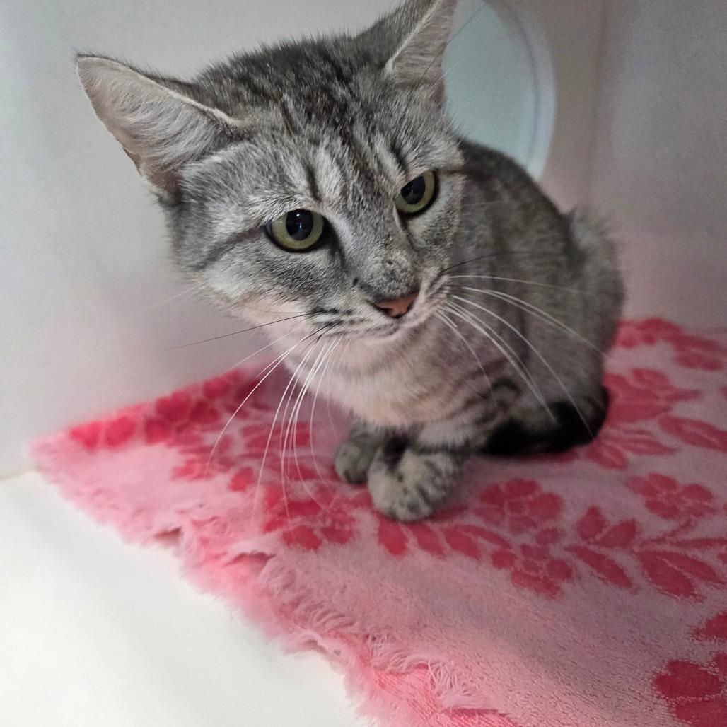 National Park Association, Adoptable, Adult Female American Shorthair.