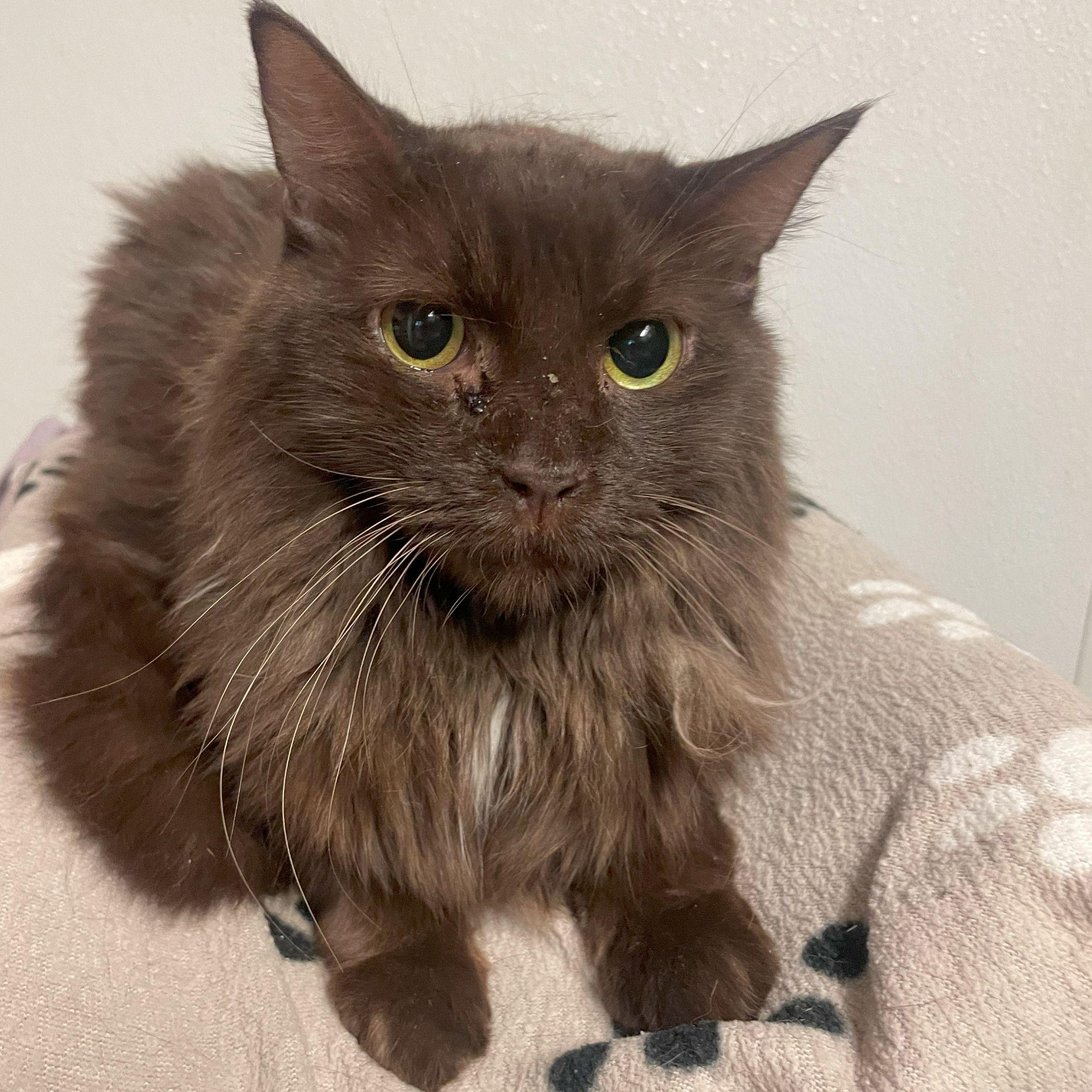 Enlarge Georgie, a Adoptable Domestic Medium Hair in Rochester, MN image 1/1