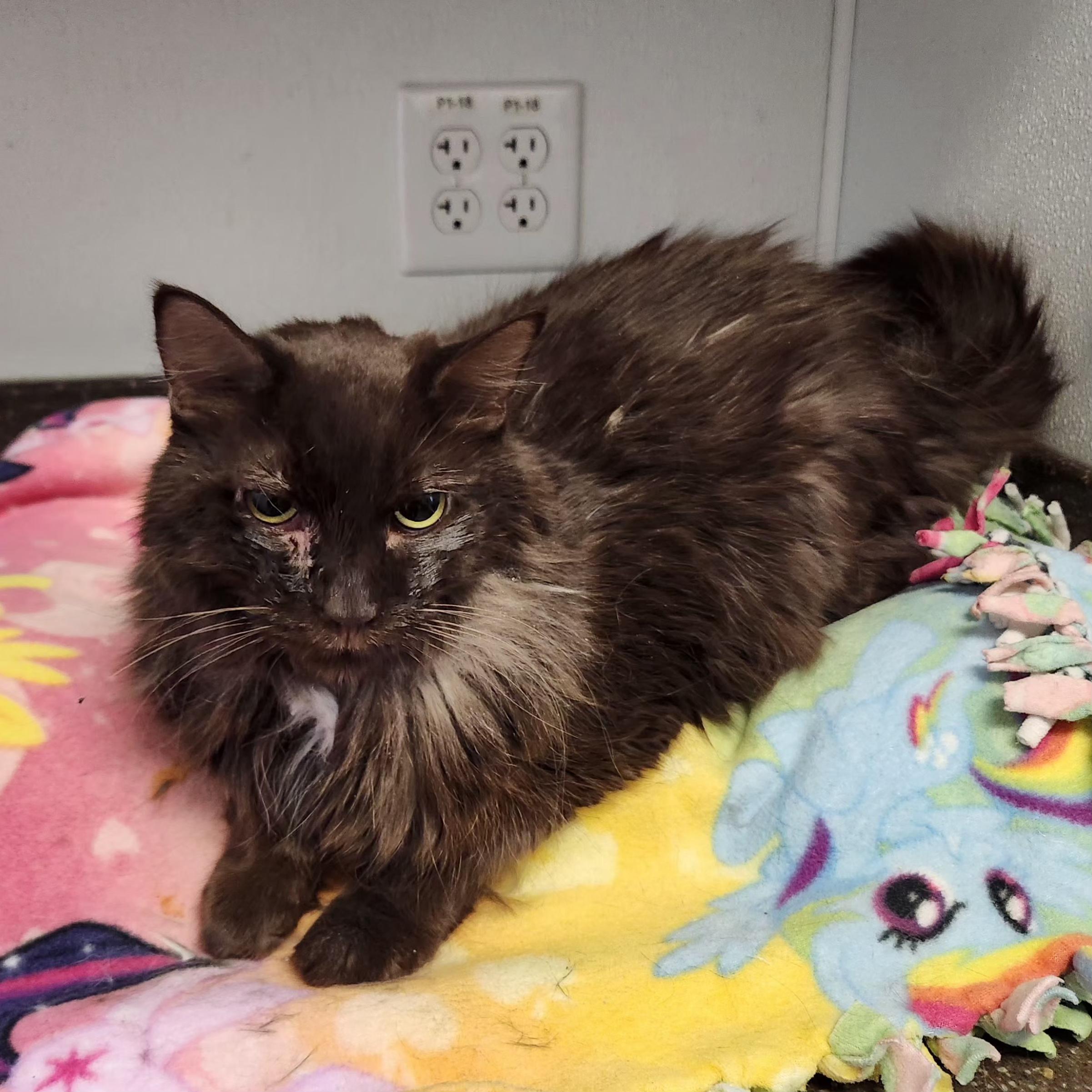 Georgie, Adoptable, Adult Male Domestic Medium Hair.