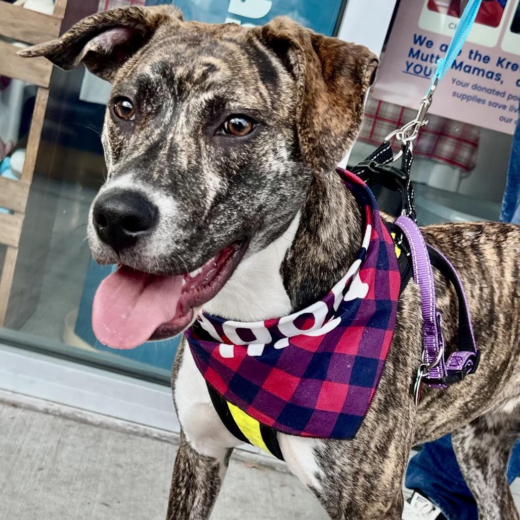 Meet Pippi Puppy Longstocking a 1-year-old Catahoula Leopard DogPlott Hound mix weighing 45 lbs T
