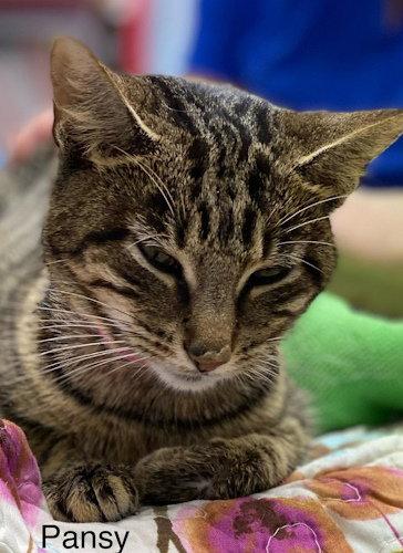Enlarge Pansy - Center, a Adopted Domestic Short Hair in Oakland Park, FL image 1/1