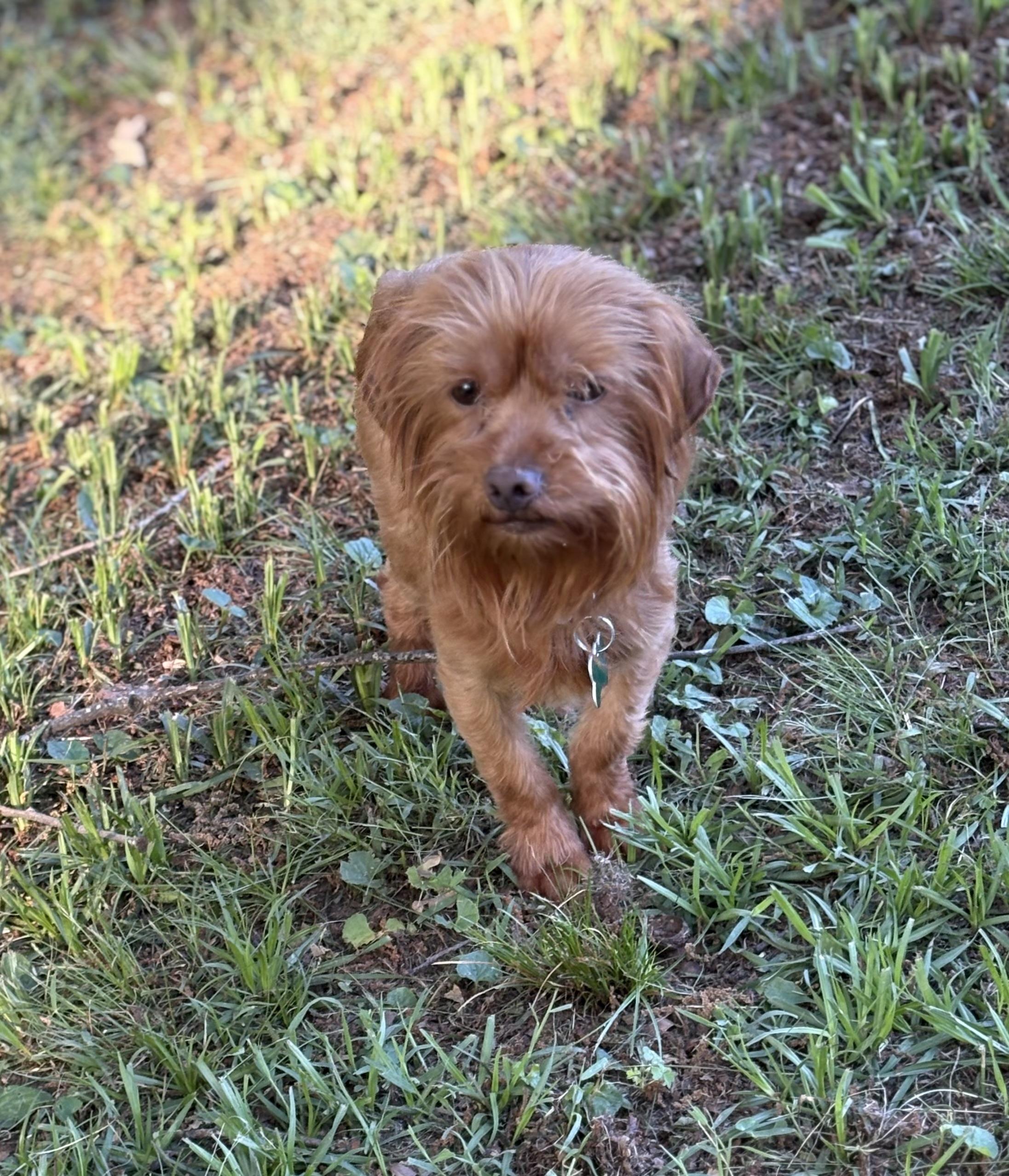 Enlarge Cassidy, an adopted mixed breed in East Point, GA image 3/3