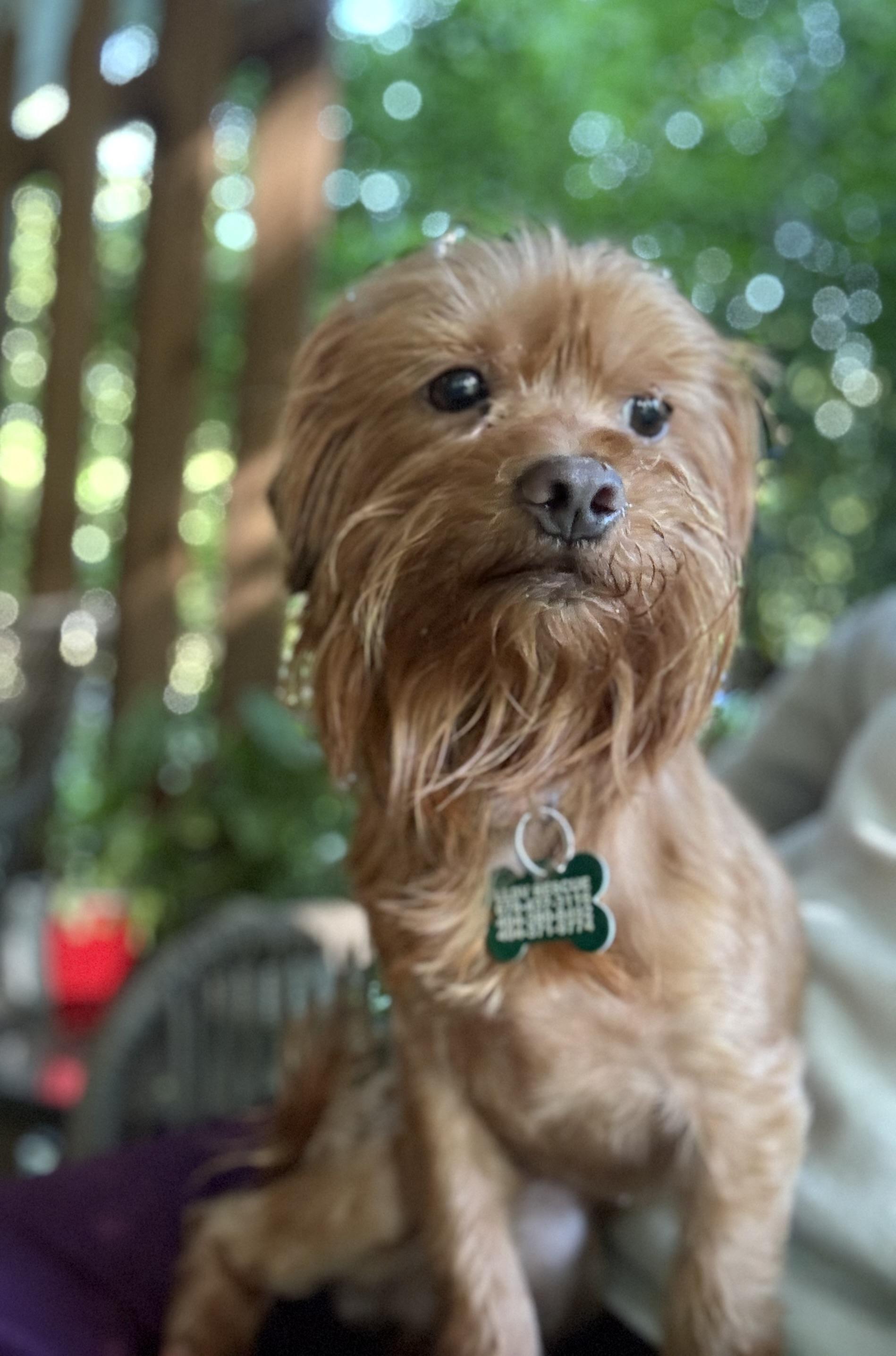 Enlarge Cassidy, an adopted mixed breed in East Point, GA image 1/3