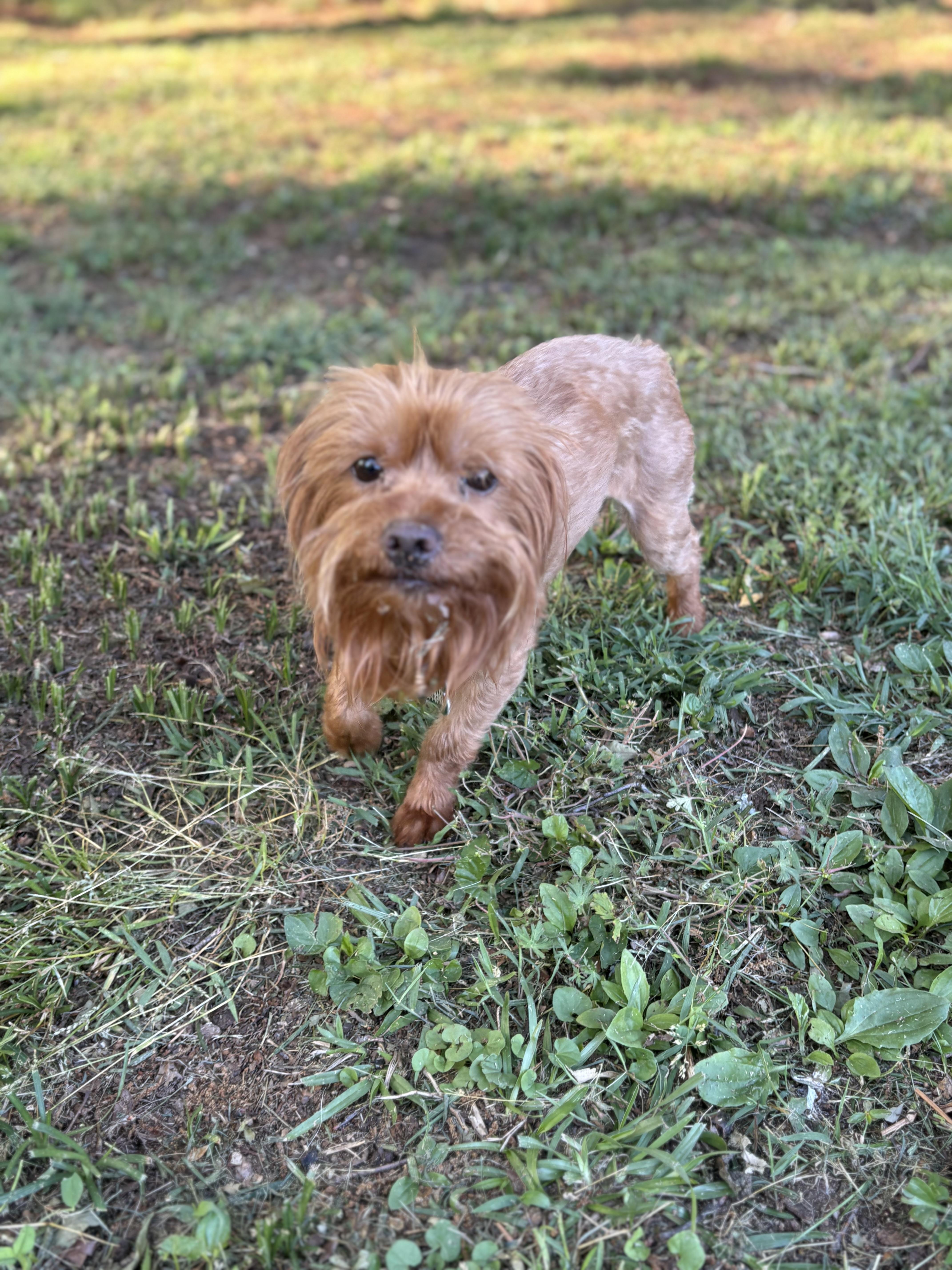 Enlarge Cassidy, an adopted mixed breed in East Point, GA image 2/3