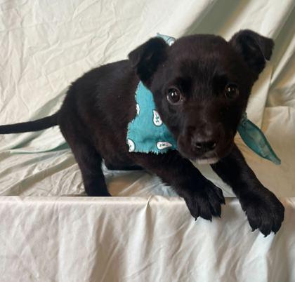 Darling, Adoptable, Young Female Mixed Breed & Mixed Breed.