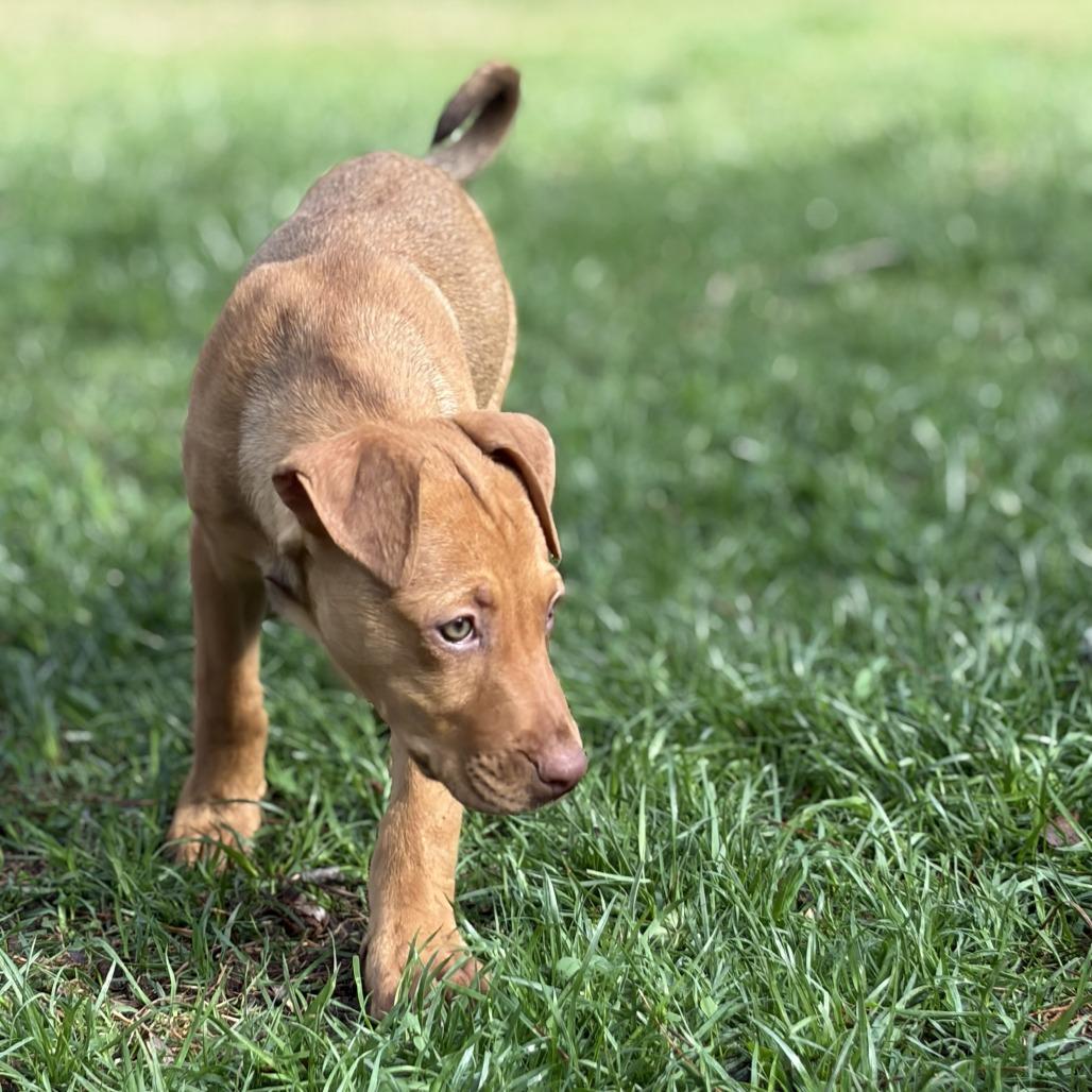 Enlarge Kara, a Adoptable Mixed Breed in Raleigh, NC image 1/6