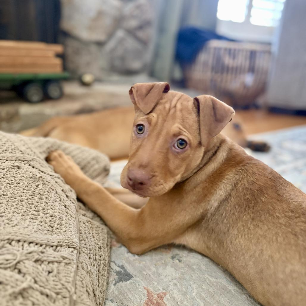 Enlarge Kara, a Adoptable Mixed Breed in Raleigh, NC image 2/6