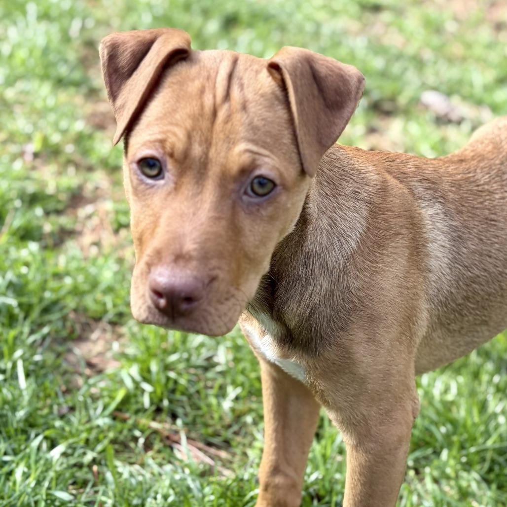 Enlarge Kara, a Adoptable Mixed Breed in Raleigh, NC image 3/6