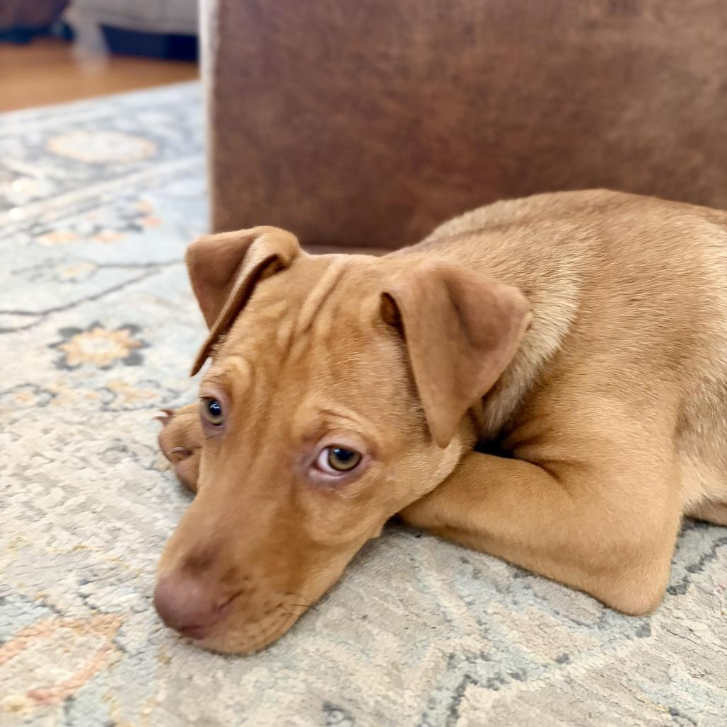 Enlarge Kara, a Adoptable Mixed Breed in Raleigh, NC image 4/6