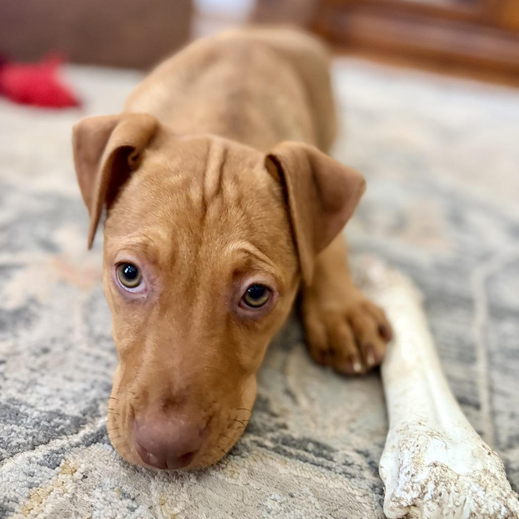 Enlarge Kara, a Adoptable Mixed Breed in Raleigh, NC image 6/6