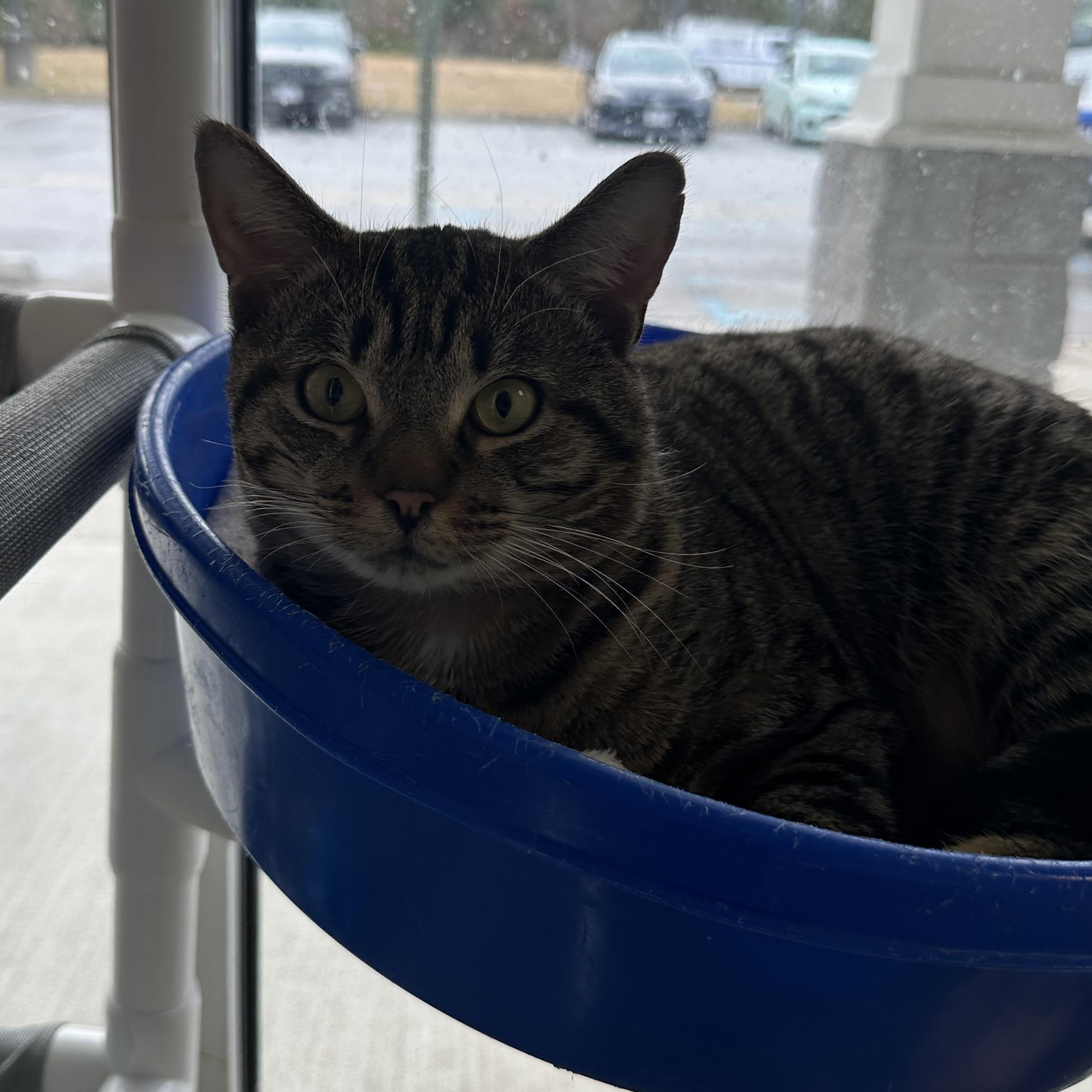 Enlarge Amore, a ADOPTABLE Domestic Short Hair in Suffolk, VA image 1/1