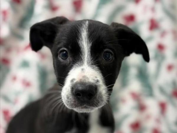Lumi, Adoptable, Puppy Female Labrador Retriever & Shepherd.