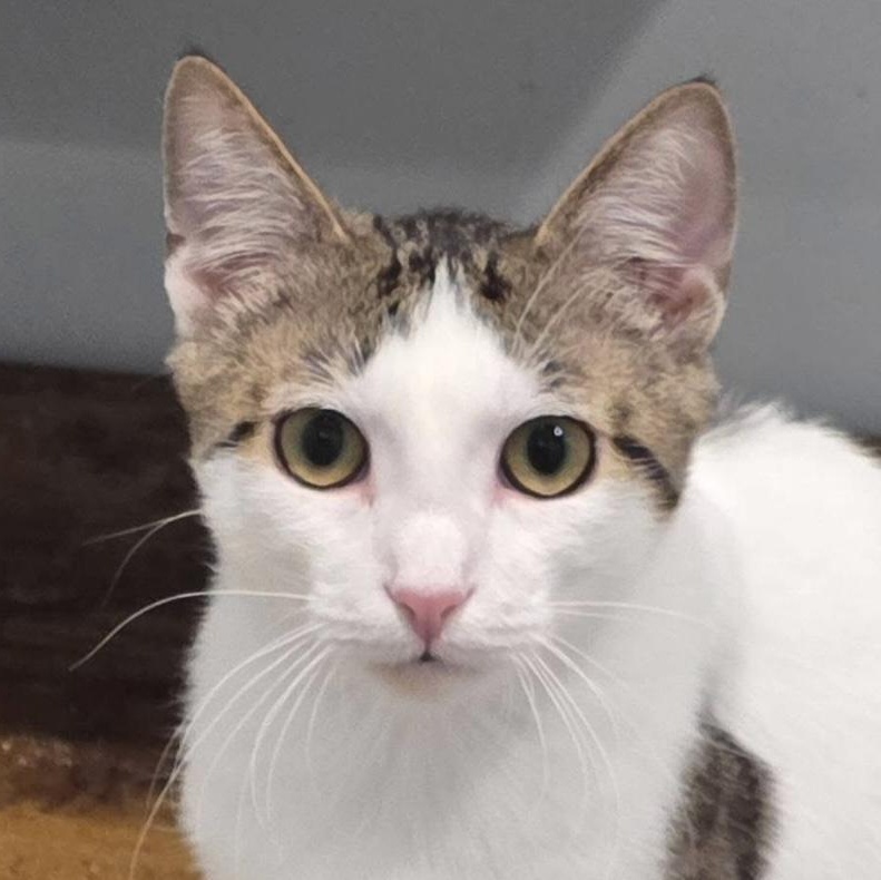 Robin, an adoptable mixed breed in Palatine, IL image 3/3