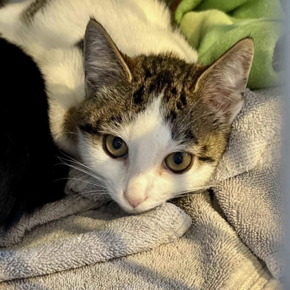 Robin, an adoptable mixed breed in Palatine, IL image 2/3