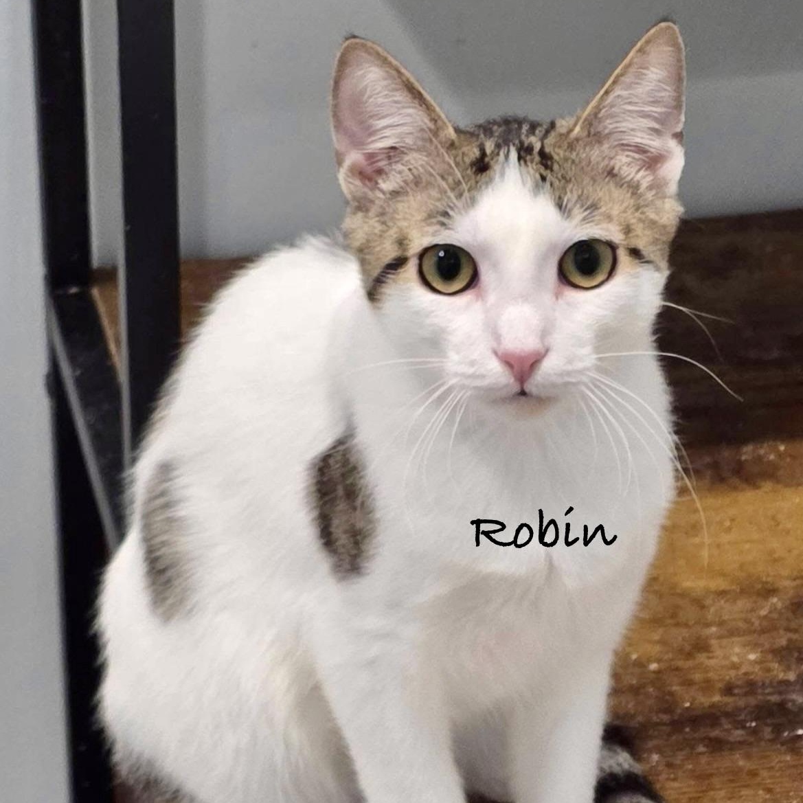 Robin, an adoptable mixed breed in Palatine, IL image 1/3